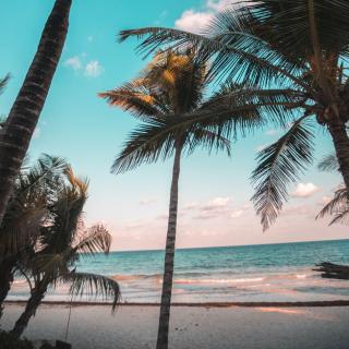 Palm trees rise up toward a blue sky on a tropical beach