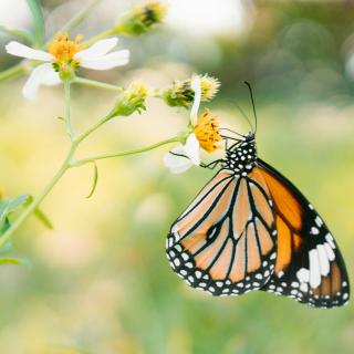 A monarch butterfly rests on a white flower