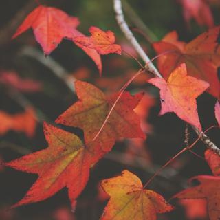 Colorful red and yellow autumn leaves on a tree branch