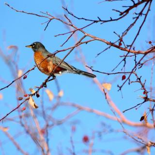 A robin perches on branches displaying new spring buds