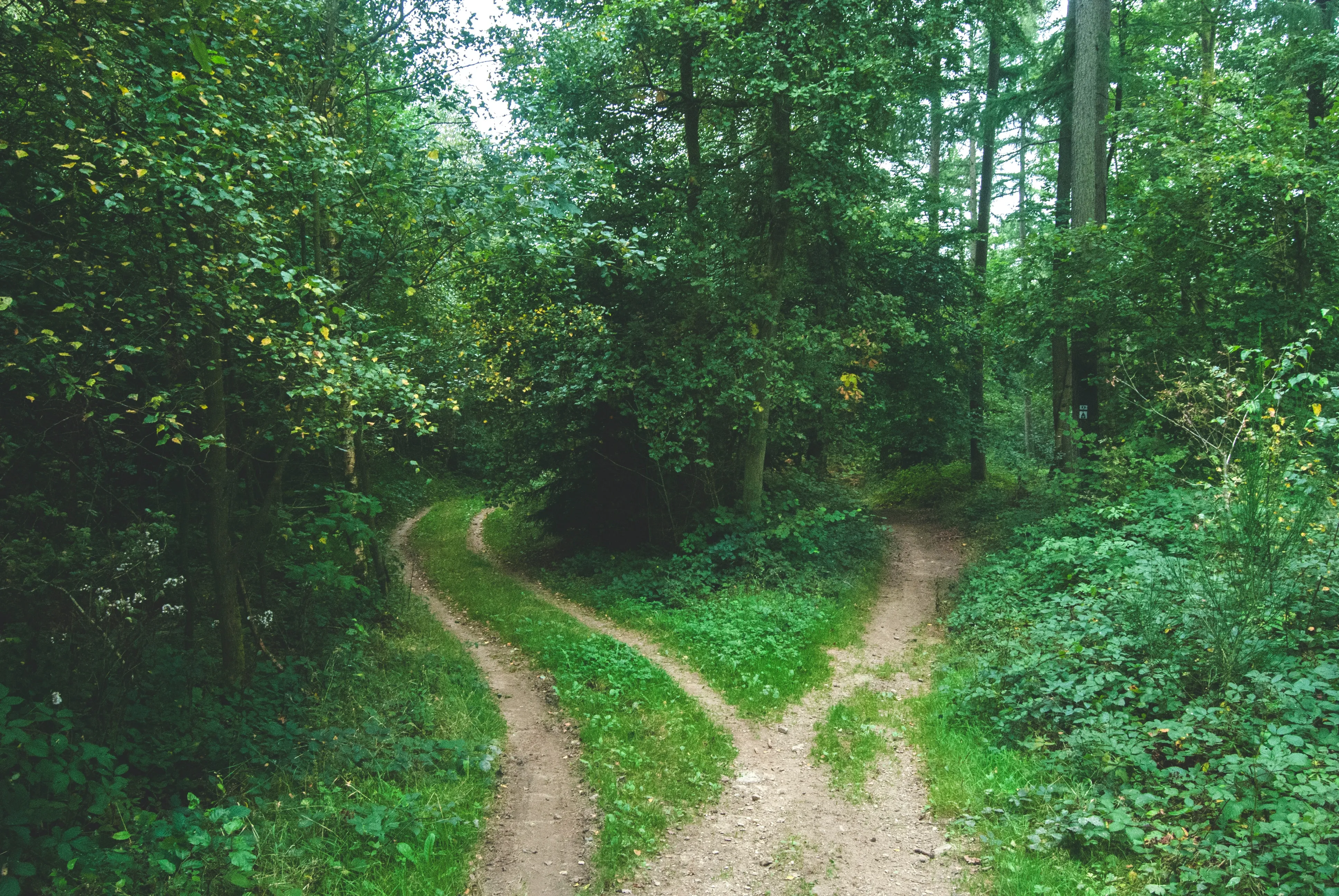 Two paths diverging in the woods