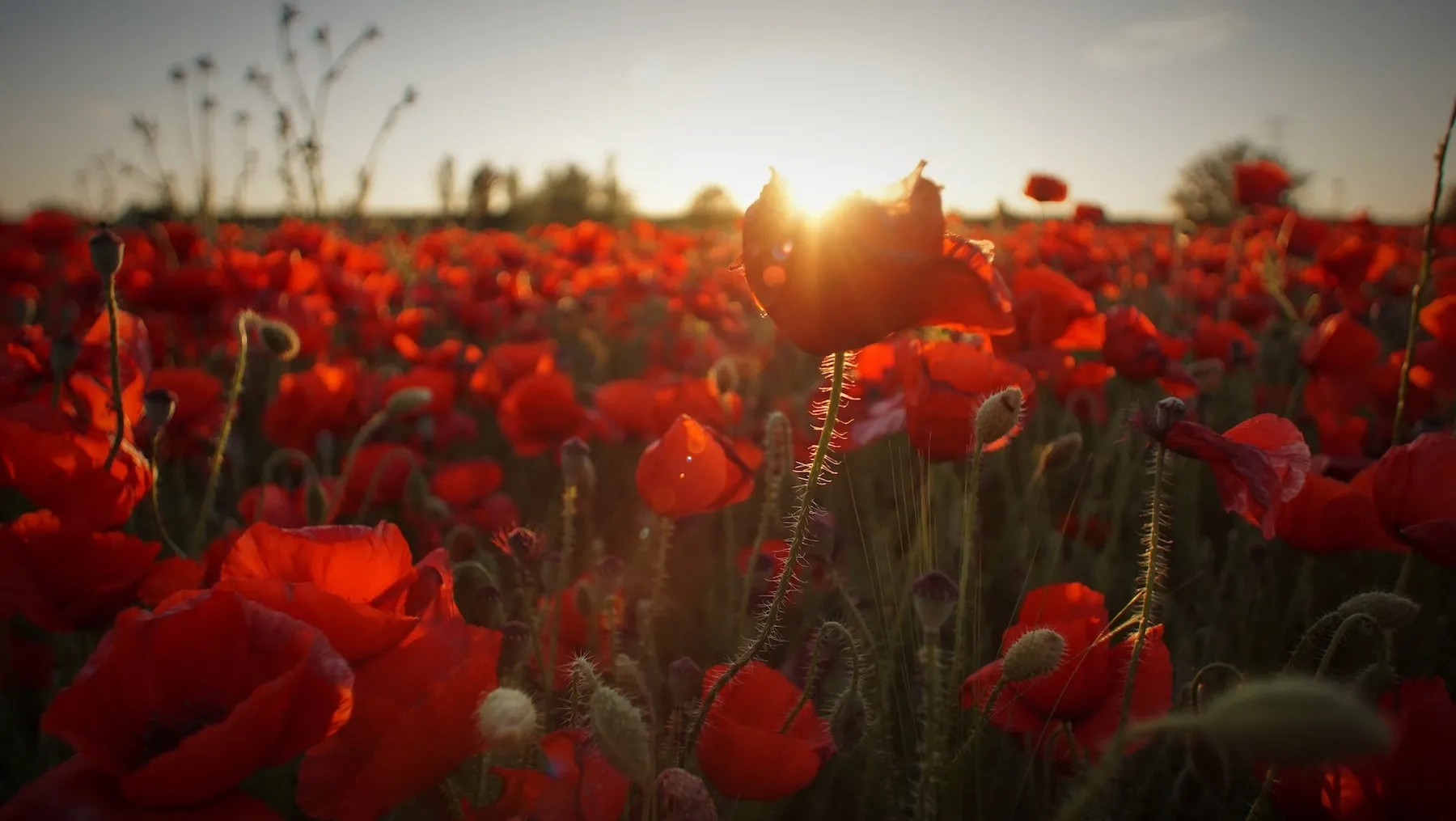 Field of red flowers