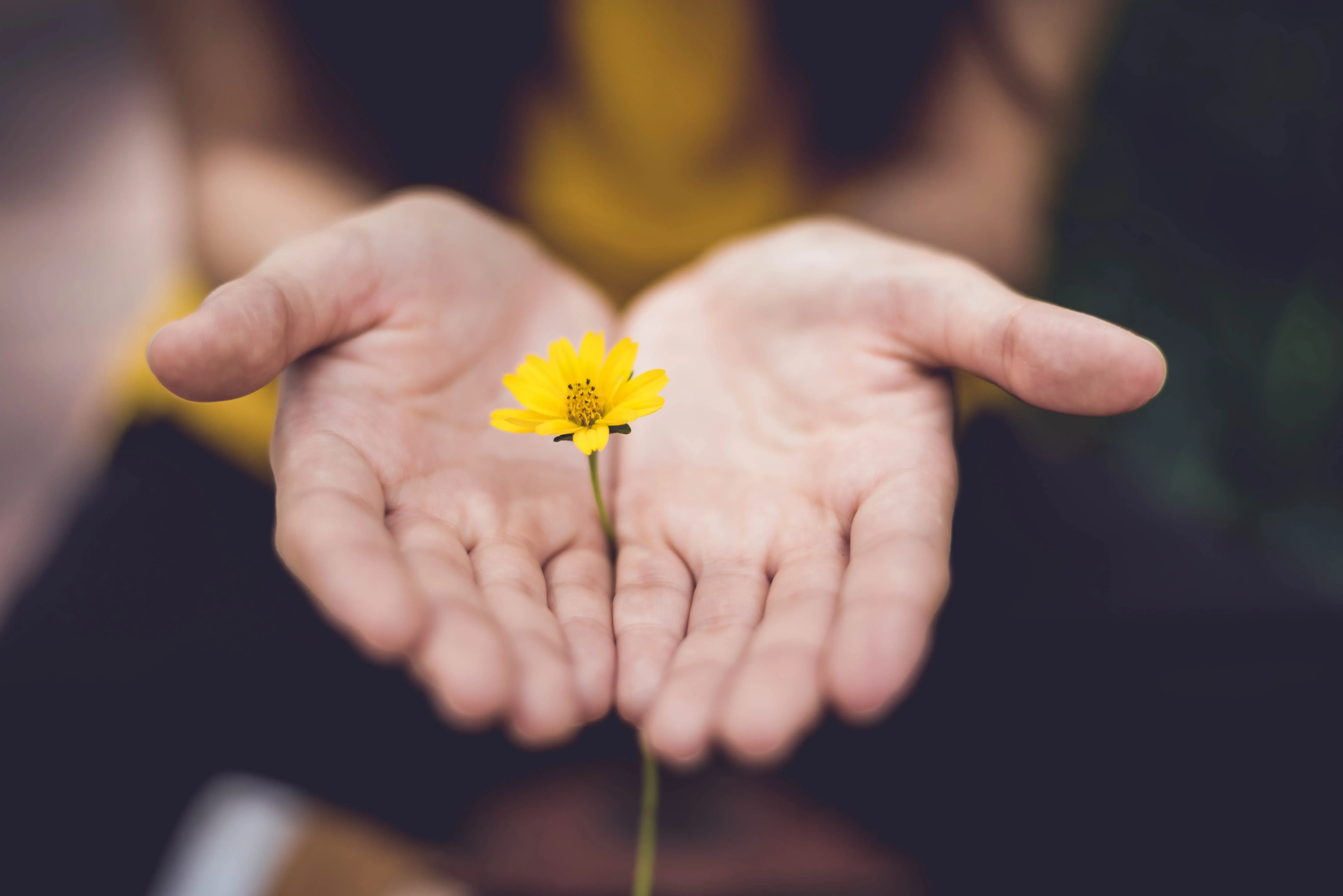 A young girl holds a yellow flower between the palms of her hands