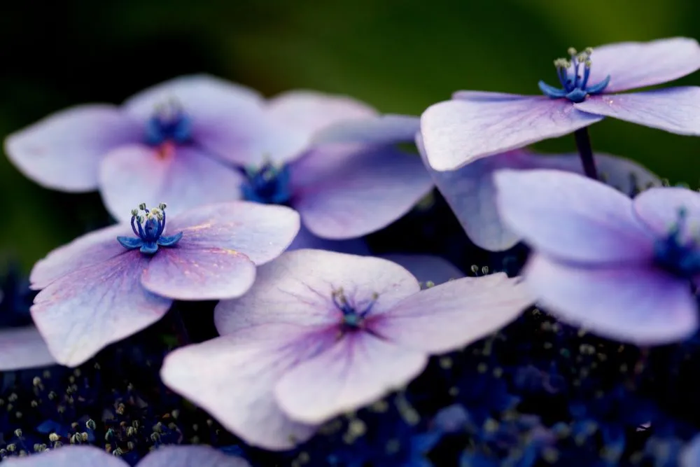 Purple flowers 