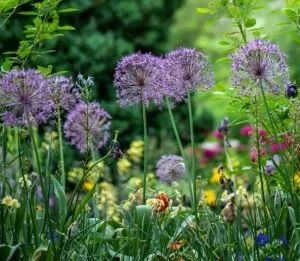 Purple and yellow wildflowers grow in tall green grass