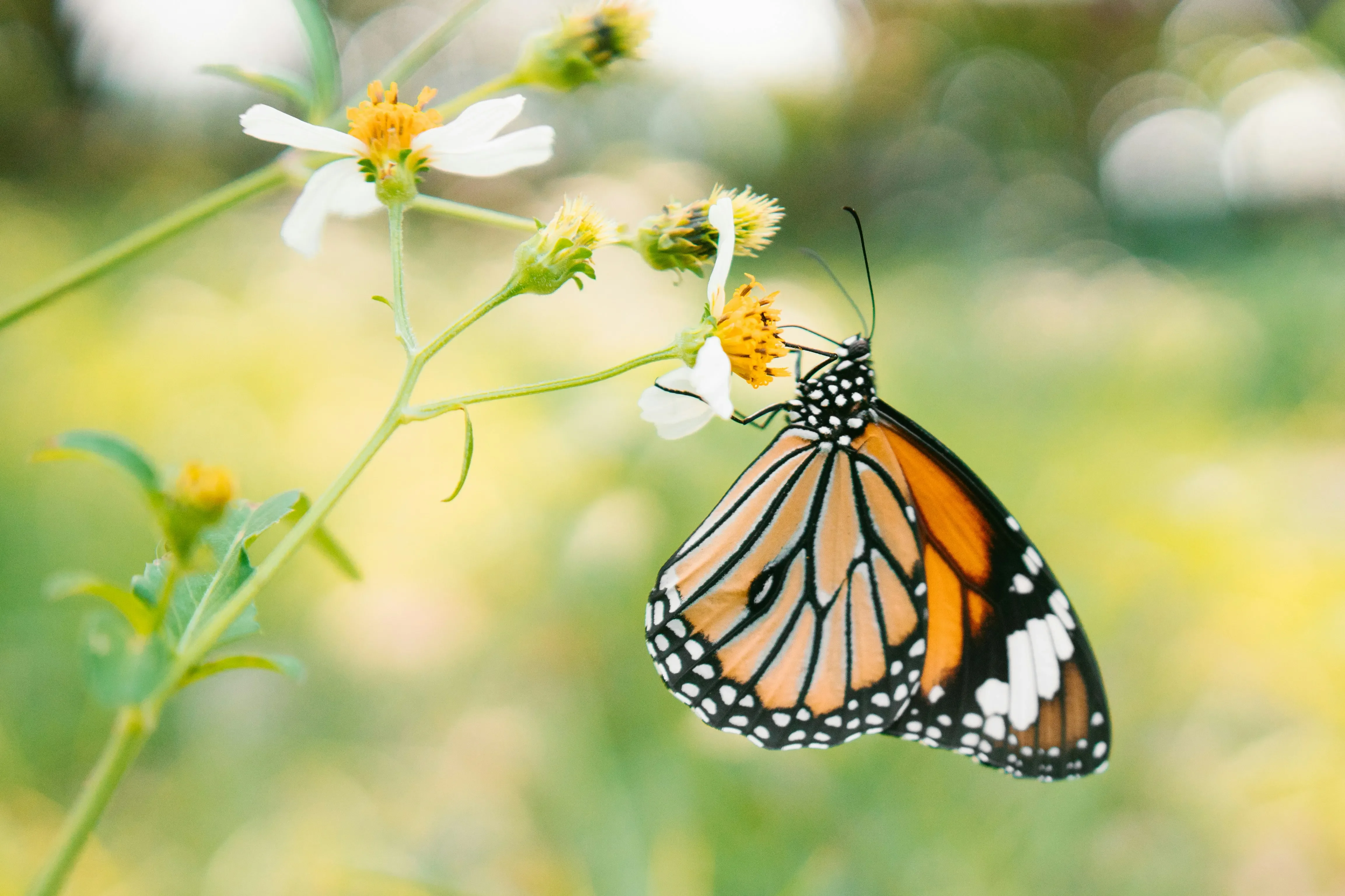 A monarch butterfly rests on a white flower