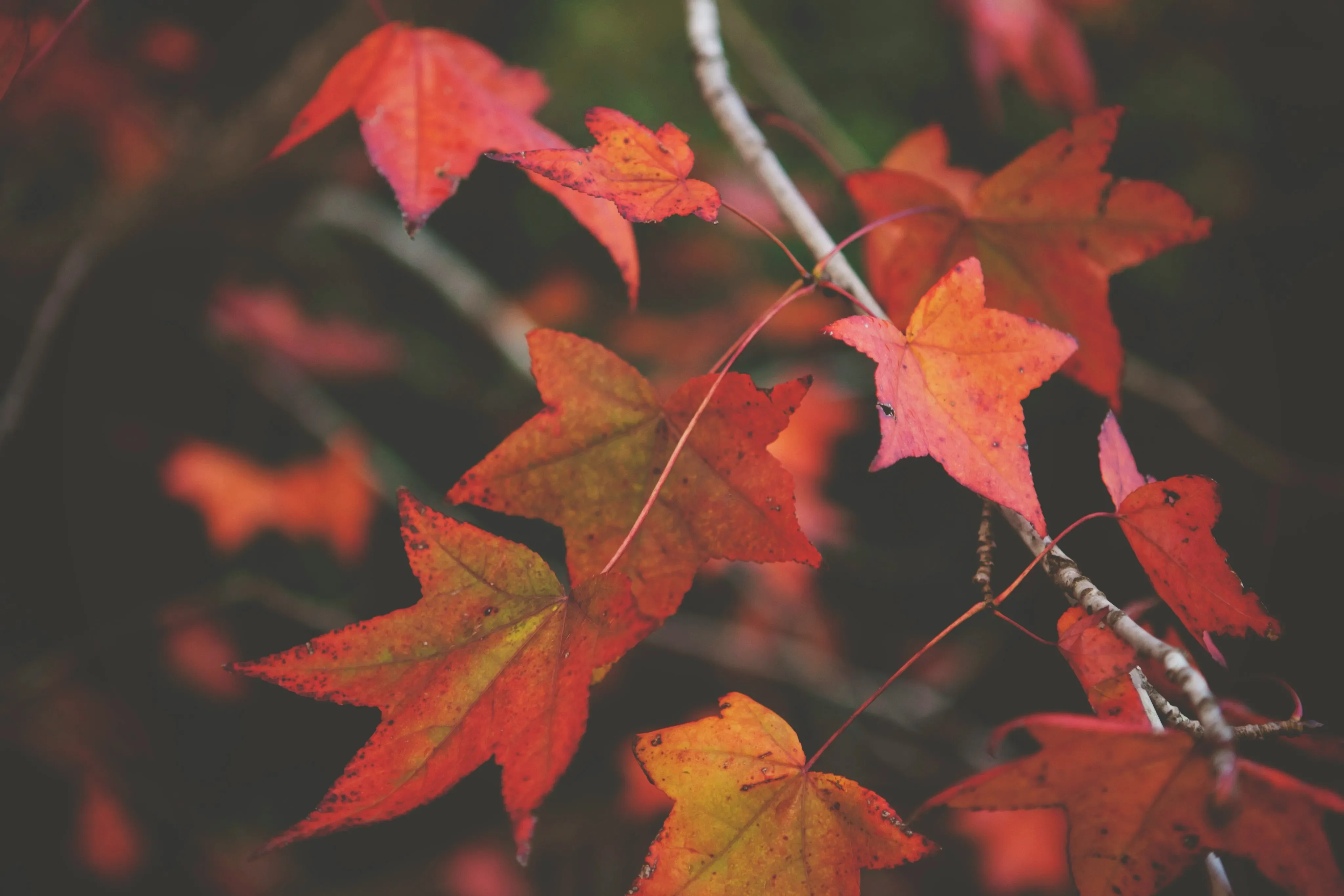 Colorful red and yellow autumn leaves on a tree branch