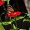 Monarch butterfly on red flower