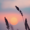 reeds in front of a sunset