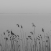reeds by the water 