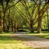 tree-lined path through a park