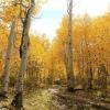 pathway through aspen trees 