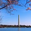 The Washington Monument rises in the distance behind a cherry blossom tree 