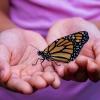 A girl gently holds a Monarch butterfly in her hands.