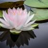 Lotus flower on pond with lily pads