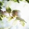 Sunlight shining through Spring leaves