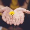 A young girl holds a yellow flower between the palms of her hands