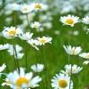 Daisies grow in a field of green grass