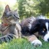 CatDogOutside