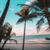 Palm trees rise up toward a blue sky on a tropical beach