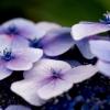 Purple flowers