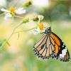 A monarch butterfly rests on a white flower