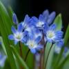 A close-up view of blue flowers sprouting from green stems