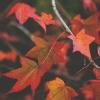 Colorful red and yellow autumn leaves on a tree branch