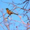 A robin perches on branches displaying new spring buds